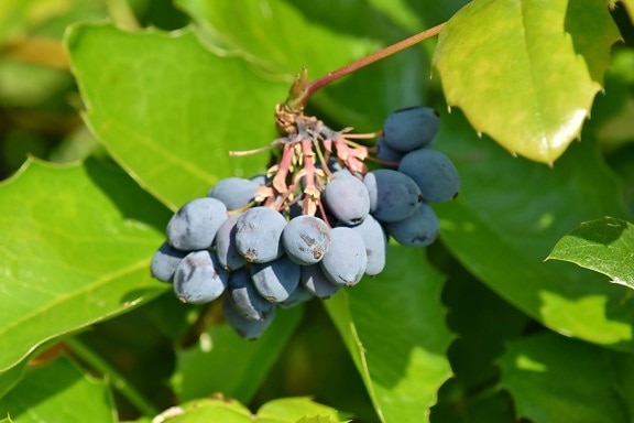 shrub, leaf, wine, fruit, nature, flora, outdoors, summer, agriculture, fair weather