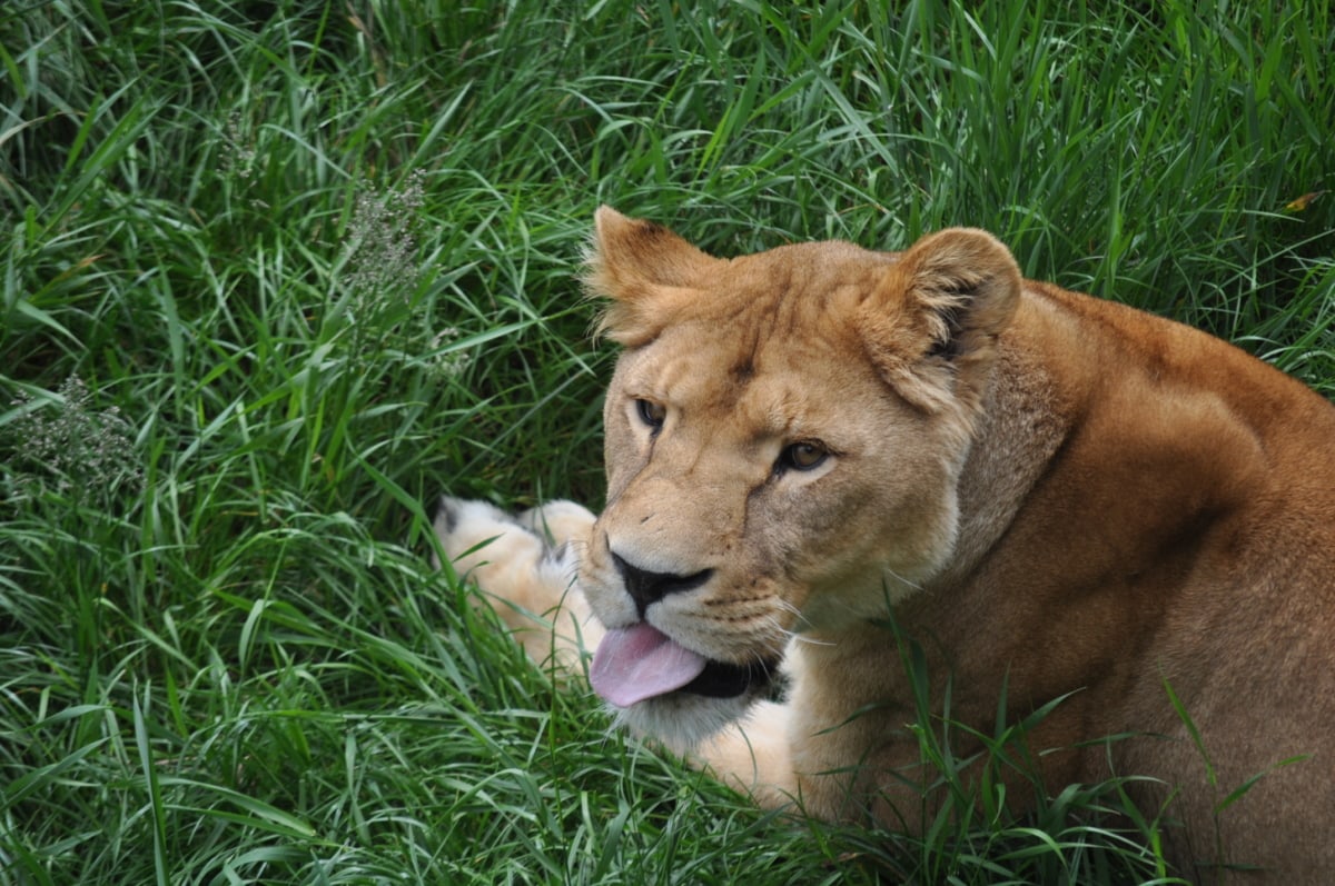 フリー写真画像 アフリカ 緑の草 Head 敷設 ライオン プレデター 舌 Cat 野生 肉食動物