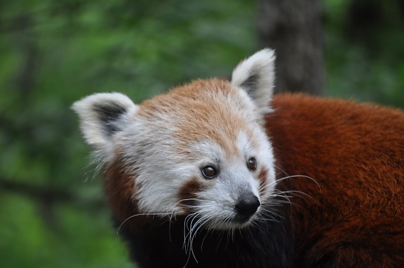Niedźwiedź, zagrożone gatunki, Głowica, siedlisk przyrodniczych, Panda, czerwony, ładny, Futro, dzikich zwierząt, Natura