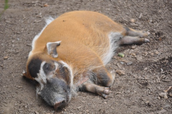 hog, piglet, pigs, wild boar, swine, wildlife, nature, animal, fur, livestock