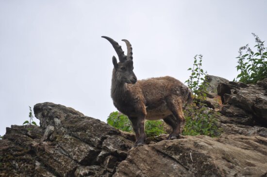 wild goat, rock climber, wilderness, wildlife, wild, goat, nature, rock, animal, outdoors