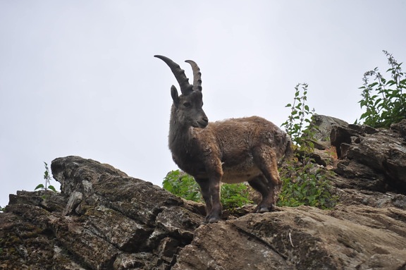 escalador de roca, desierto, flora y fauna, salvaje, cabra, ciervo, naturaleza, roca, animal, al aire libre