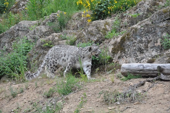 leopard, safari, feline, cat, nature, wild, cheetah, wildlife, predator, outdoors