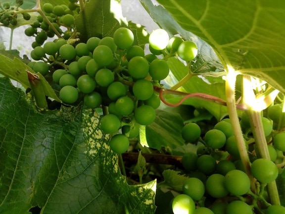agriculture, fruit, grape, grapevine, vineyard, leaves, crop, detail, green, green leaf