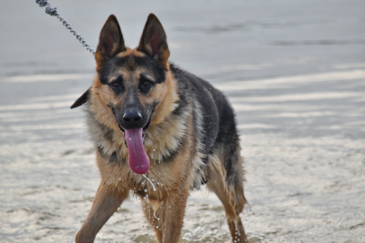 Niemiecki, Shepherd dog, wody, psi, pies, rasy, zwierzę, ładny, portret, Futro