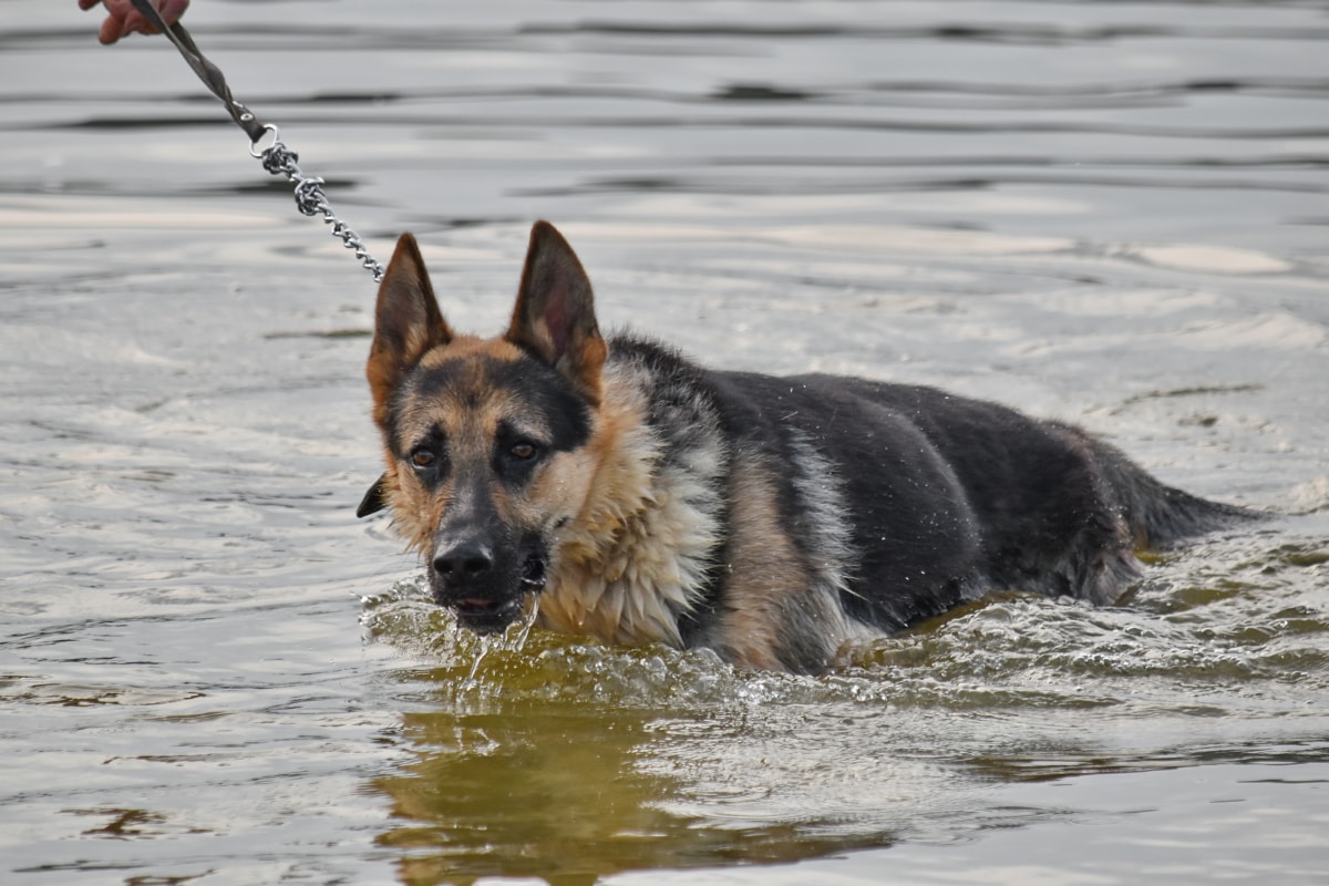 Niemiecki, Rodowód, Shepherd dog, pływanie, wody, psi, pies, zwierzę, ładny, Natura