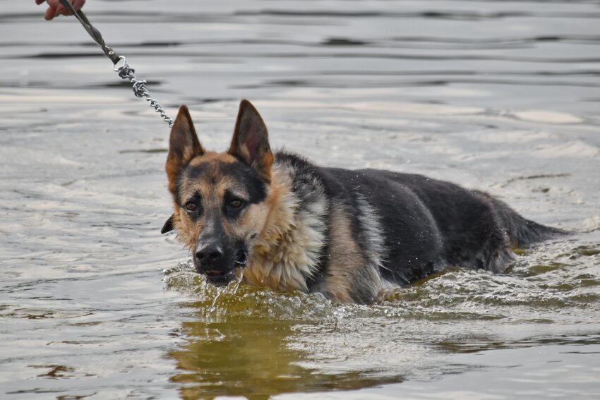 Kostenlose Bild Deutsch, Stammbaum, Schäferhund, Schwimmen, Wasser