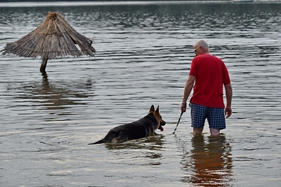 dog, man, summer time, water, beach, canine, shepherd dog, lake, river, people