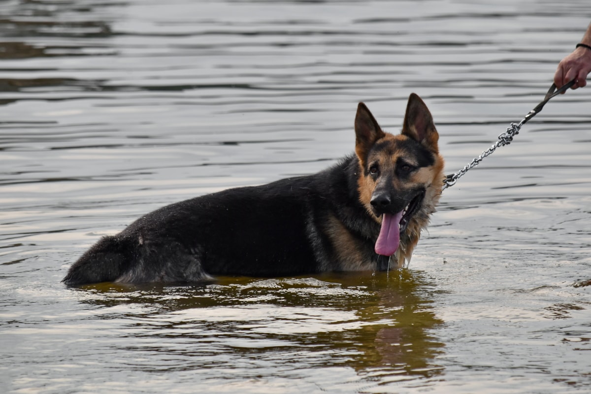 Niemiecki, Shepherd dog, język, wody, pies, zwierzę, Jezioro, mokra, Rzeka, Natura