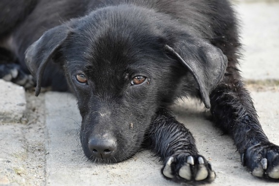 adorable, negro, perro, pavimento, canino, cachorro, mascota, Retriever, lindo, vertical