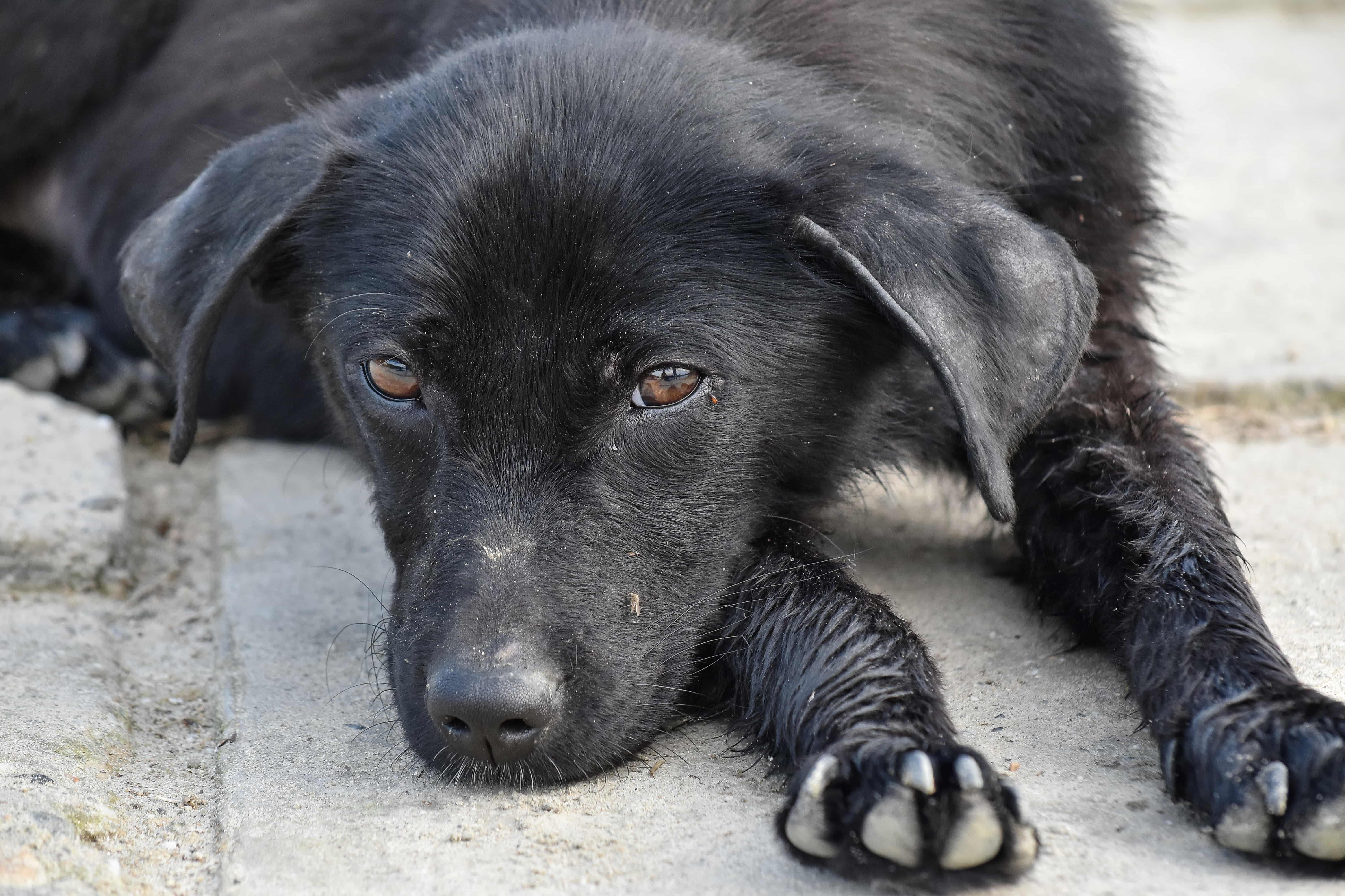 フリー写真画像 愛らしい ブラック 犬 舗装 犬 子犬 ペット レトリーバー かわいい 縦方向
