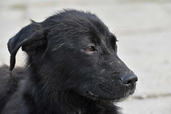 czarny, pies, portret, szczeniak, Widok z boku, psi, Shepherd dog, zwierzę, ładny, oko