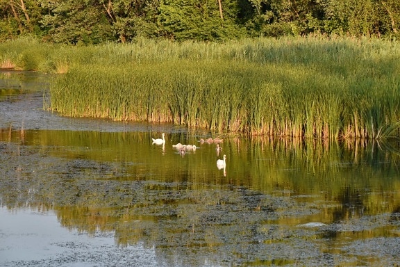 bird family, swamp, swan, lake, landscape, land, wetland, water, reflection, nature
