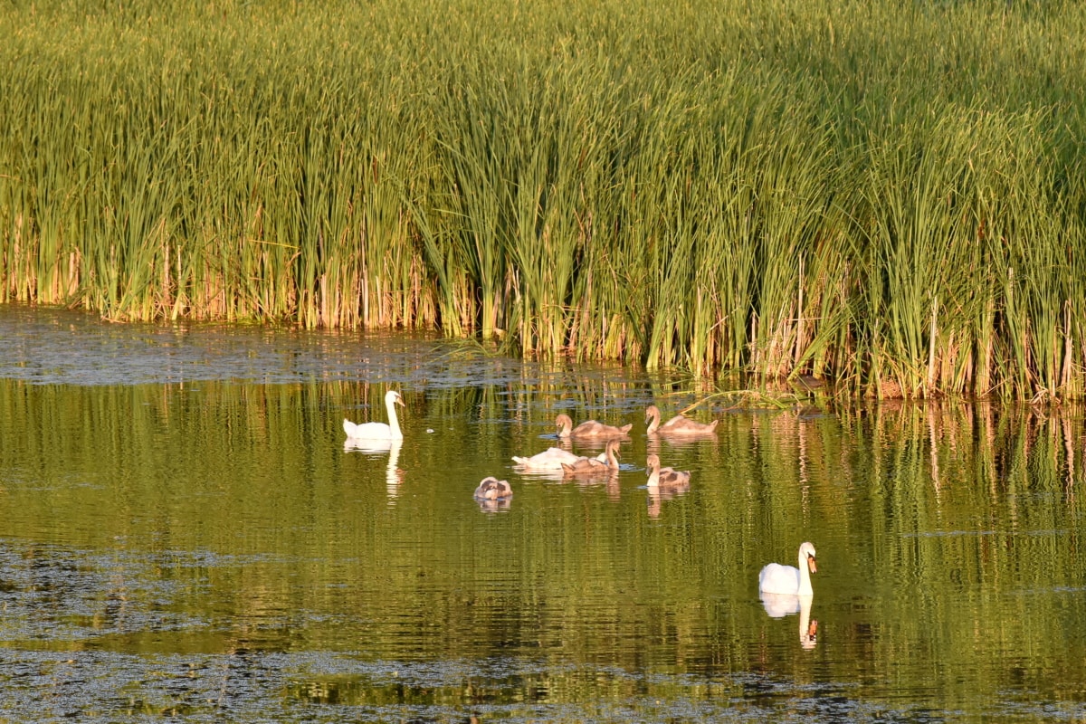 bird family, marshland, swamp, swan, reflection, bird, nature, lake, wetland, land