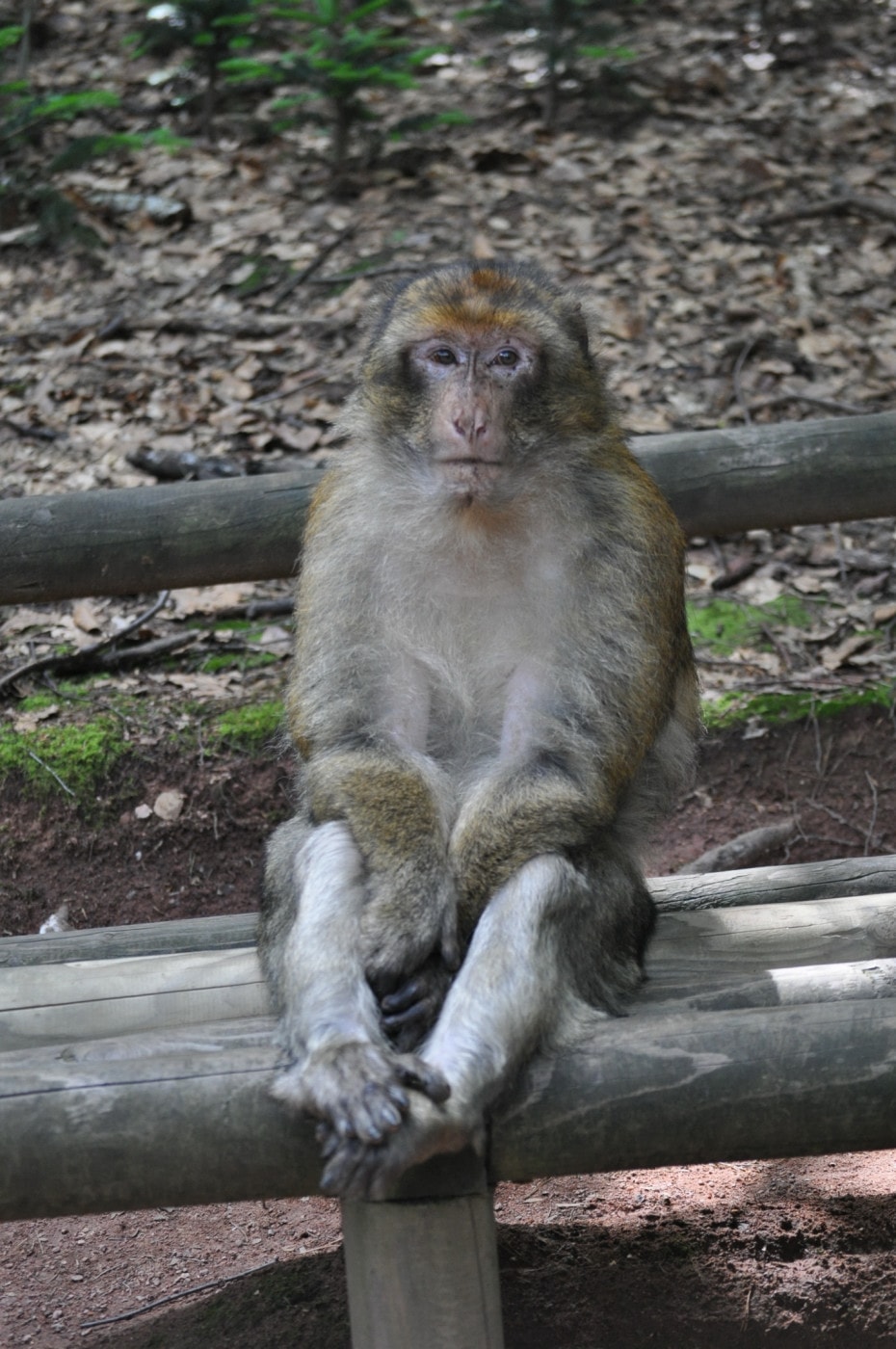 Hình hình ảnh miễn phí: động vật hoang dã, mặt hàng rào, khỉ, con cái khỉ, sở thú, động ...