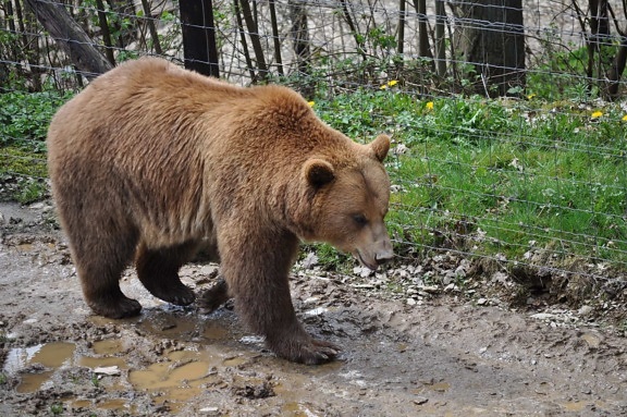 brown bear, fence, grizzly, mud, zoo, wildlife, nature, wild, fur, outdoors