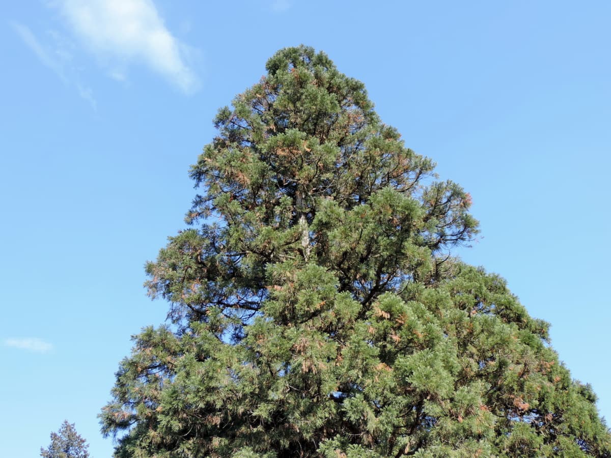 conifers, high, pine, top, trees, plant, tree, nature, summer, outdoors