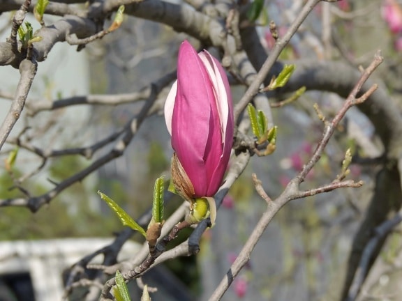 flower bud, flower garden, horticulture, magnolia, flower, nature, plant, tree, leaf, flora