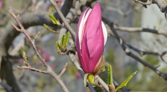 Magnolia, treet, anlegget, blomst, vår, natur, kronblad, blomster, utendørs, gren