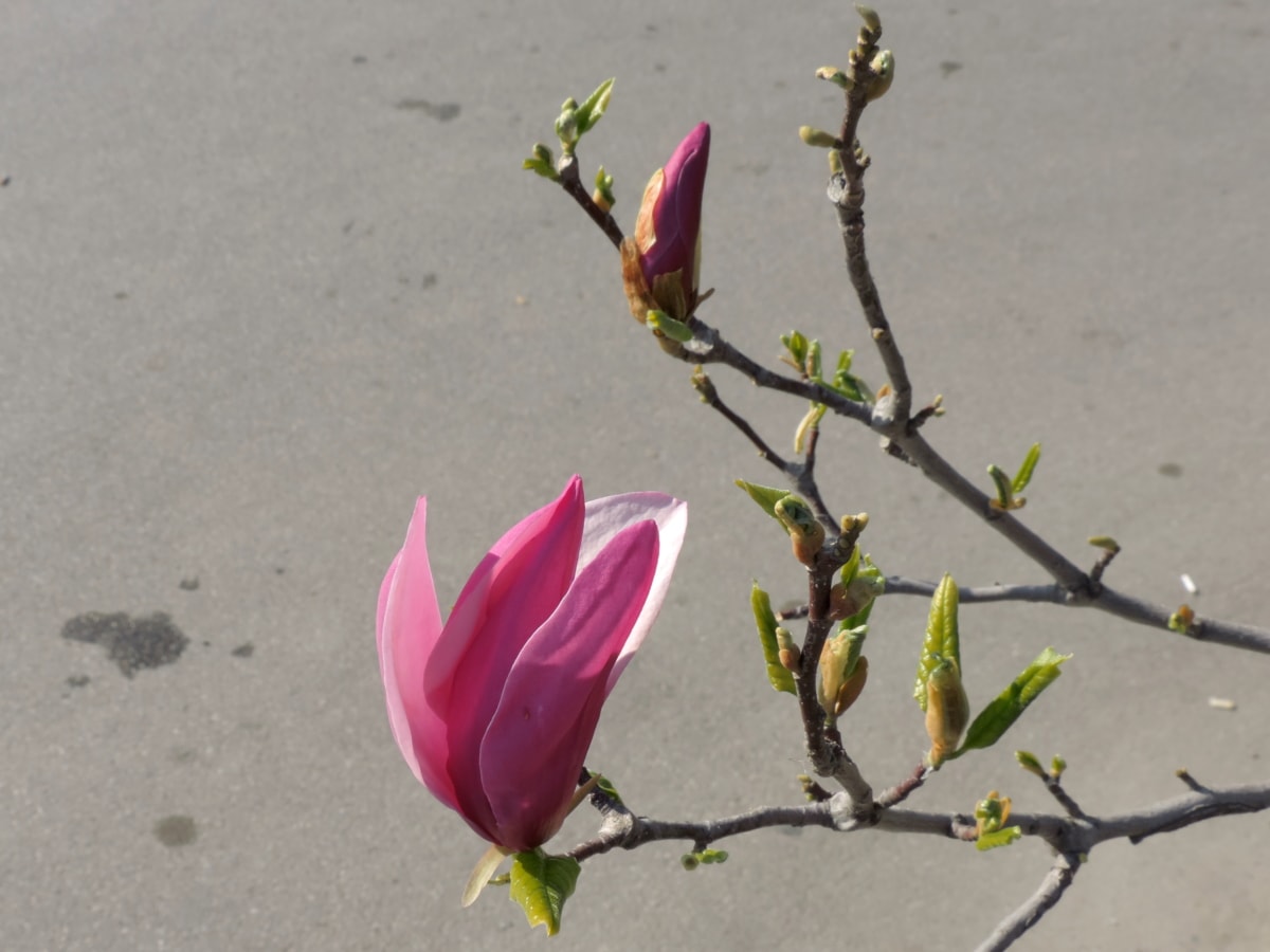 grene, Magnolia, foråret tid, kronblad, natur, plante, blomst, foråret, blad, flora