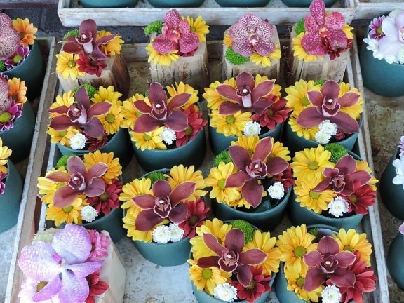 arrangement, flowerpot, flowers, handmade, horticulture, orchid, reddish, nature, bouquet, flower