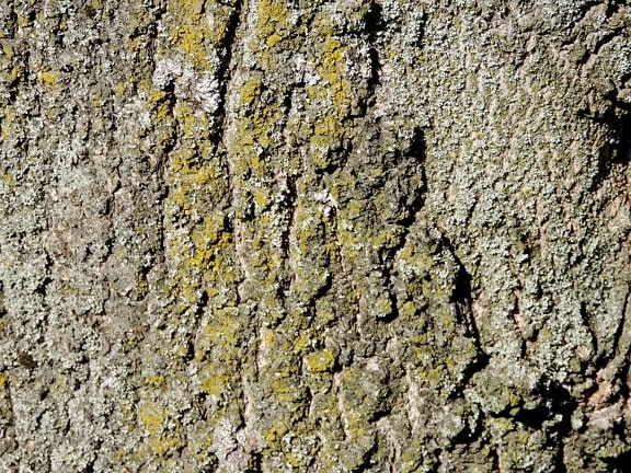 lichen, scoarţă de copac, stare brută, model, Rezumat, copac, textura, material, murdare, vechi