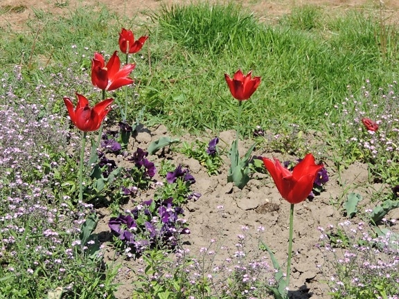 Tulipaner, foråret, plante, felt, natur, sommer, blomst, haven, flora, blomstrende