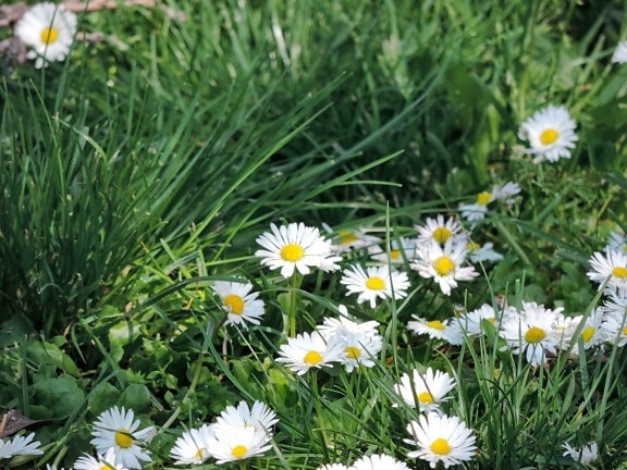daisy, grass, summer, hay field, flower, nature, flora, chamomile, field, fair weather