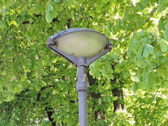 Ramos, ferro fundido, lâmpada, Parque, área urbana, folha, jardim, natureza, Verão, árvore