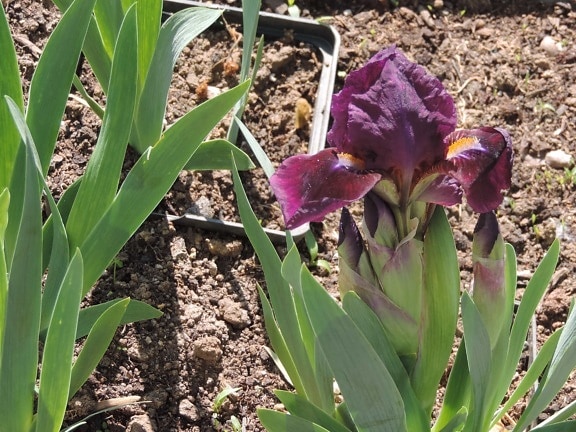 bloemknop, bloementuin, Iris, flora, natuur, plant, tuin, bloem, blad, zomer