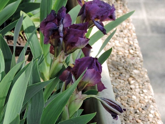 pot bunga, Iris, ungu, wilayah urban, alam, tanaman, bunga, daun, di luar rumah, musim panas