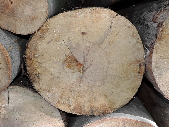 firewood, pile, wood, bark, industry, old, nature, tree, round, trunk