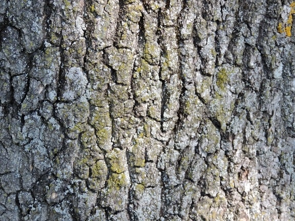 cortexul, detaliu, lichen, textura, copac, lemn, scoarţă de copac, stare brută, suprafata, vechi