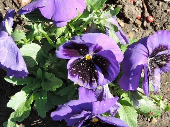 purple, petunia, garden, flowers, plant, flower, nature, herb, viola, leaf