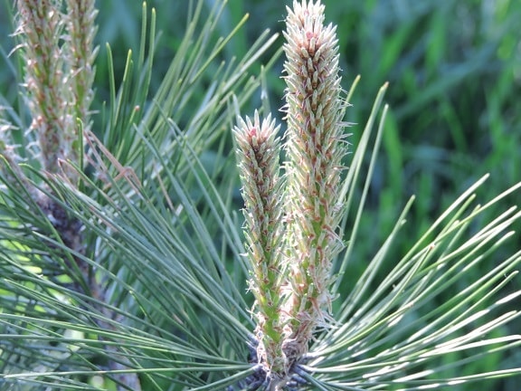 conifers, white spruce, plant, outdoors, pine, nature, tree, evergreen, flora, upclose