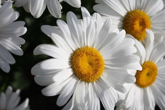 margarita, hvid blomst, natur, daisy blomst, blomst, foråret, blomsterflor, flora, kronblad, sommer