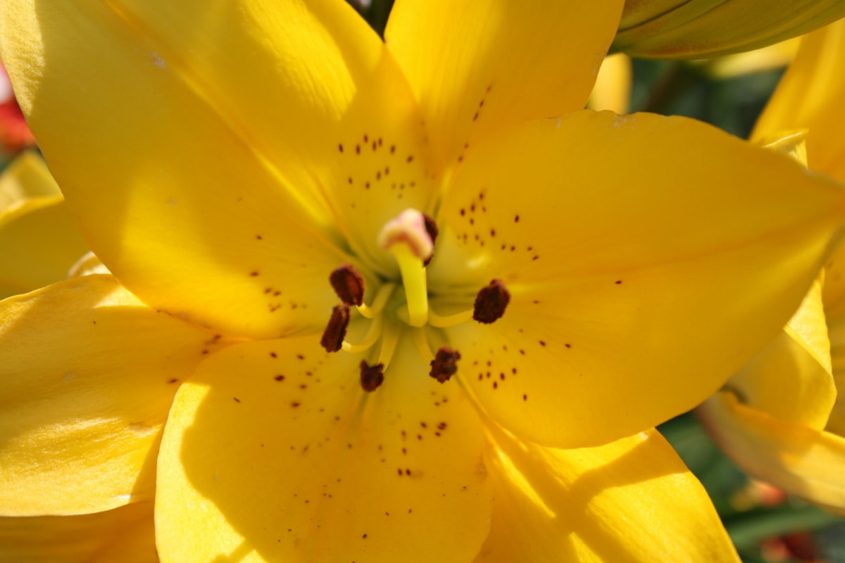 Lilie, Blütenblätter, Stempel, gelb, Anlage, Natur, Blütenblatt, Blume, Ostern, Flora