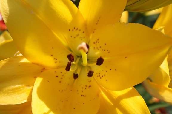 Giglio, petali di, pistillo, giallo, pianta, natura, petalo, fiore, Pasqua, Flora