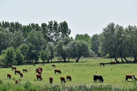 dieren, weide, koe, boerderij, gras, vee, vee, platteland, landbouw, boerderij