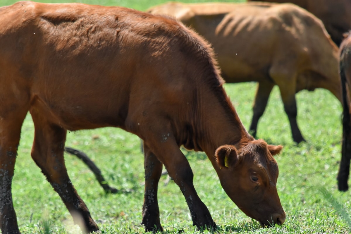フリー写真画像 牛 放牧 明るい茶色 牧場 草 野生動物 家畜