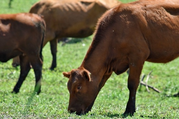 tjur, Cow, fältet, betande, djur, äng, boskap, kalven, gräs, ranch
