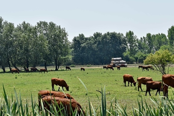 cattle, cows, grazing, hay field, livestock, farm, horses, rural, ranch, cow