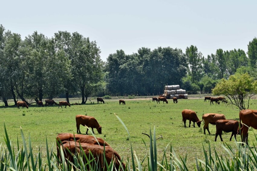 Free picture: cattle, cows, grazing, hay field, livestock, farm, horses ...