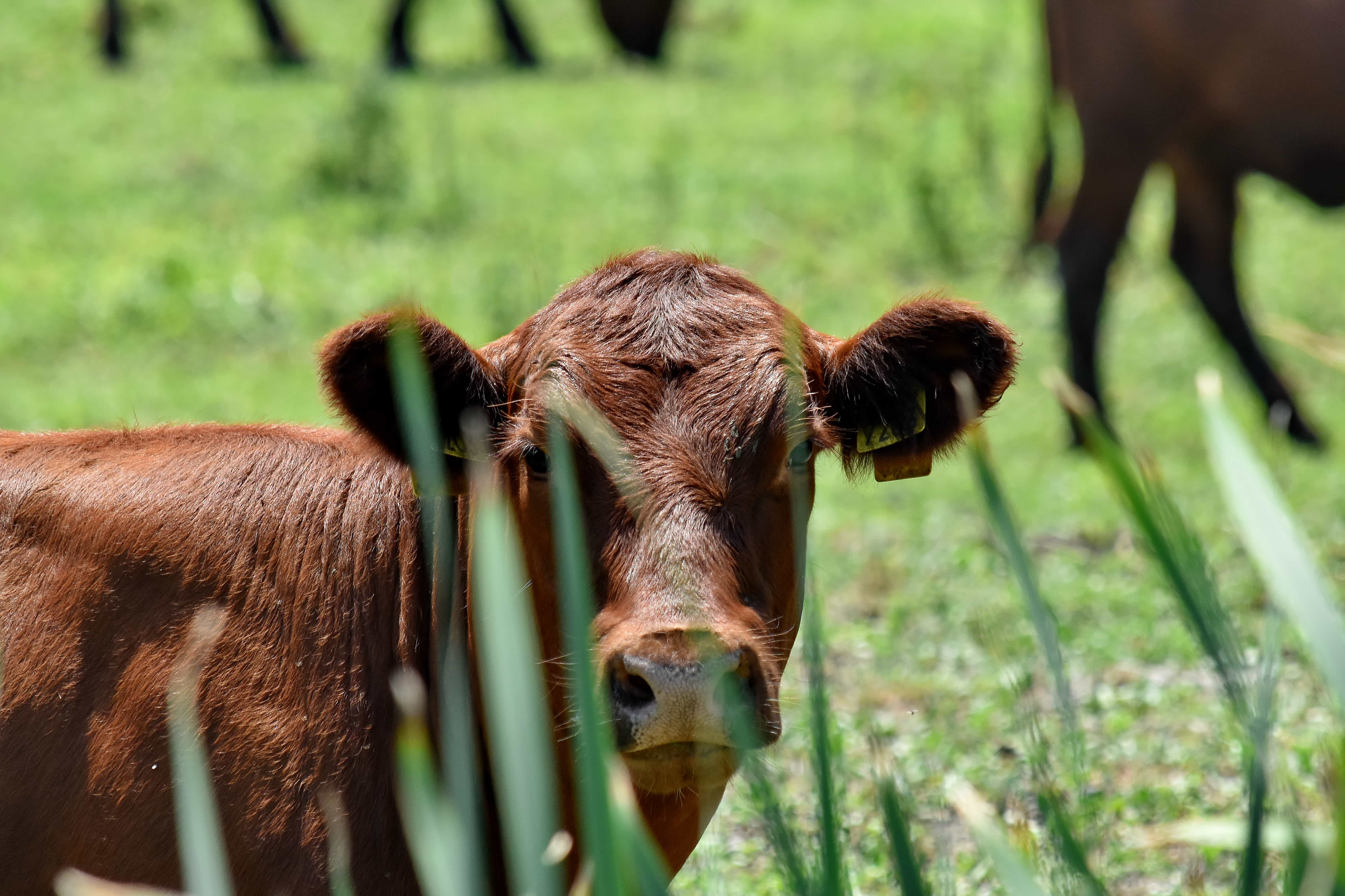 Kostenlose Bild: Bull, Kalb, Kühe, Bauernhof, Gras, Kuh, Rinder, Vieh ...