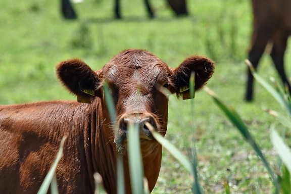 小牛, 头, 浅褐色, 农场, 牛, 牛肉, 草, 母牛, 牛, 牲畜