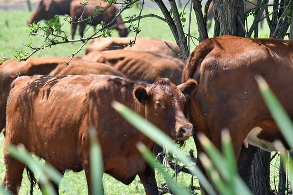 bovine, grass, cow, cattle, farm, farmland, agriculture, beef, livestock, nature