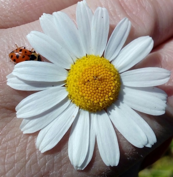 daisy, hand, insect, ladybug, pollen, skin, yellow, close-up, petals, petal