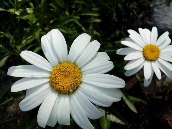 daisies, flower garden, flowers, white flower, yellow, close-up, petals, petal, summer, meadow