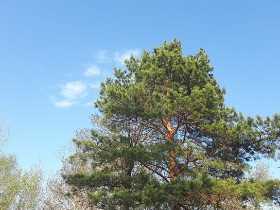 branches, conifers, trees, blue sky, tree, plant, forest, summer, leaves, outdoors