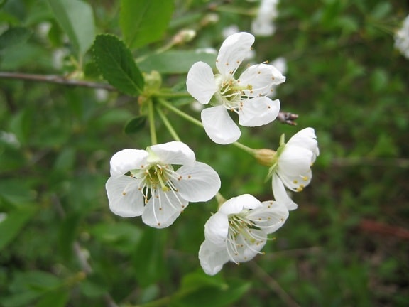 apple tree, spring, shrub, flower, blossom, leaf, nature, hawthorn, flora, plant